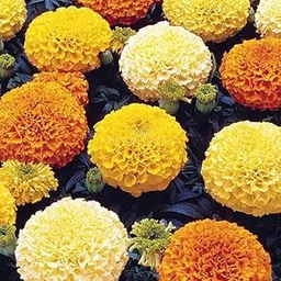 RootNRise Marigold Flower Seeds, Yellow and Orange Blooms, 50+ Seeds Pack for Garden and Balcony image 1