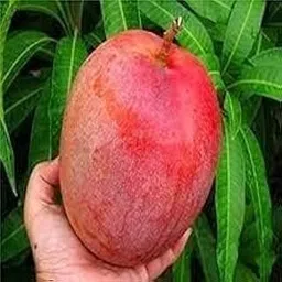 ORIGINAL JAPANESE MIYAZAKI MANGO Grafted (2-3 Feet) hybrid Healthy Live plant, (Pack of 1) Healthy Plant in Nursery Bag-image-8
