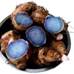 7 Mother Rhizoms of Curcuma Caesia/Black Turmeric/Kali Haldi Fresh Live Bulbs Available Only During Harvesting Season-image-4