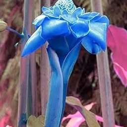 Torch Ginger Lily Flower Bulbs | blue Flowering bulbs for Gardening Pack of 1 bulbs-picture-26