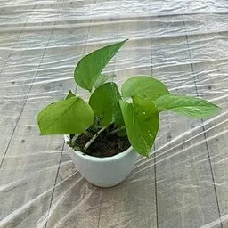 Money Plant Golden in 4 Inch Live White Ceramic Plant-image-7