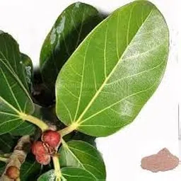 KD_BANYAN_LEAVES_Fresh Banyan Leaves, Herbal Medicine, Ayurvedic, Set of 21 Pieces...-picture-19