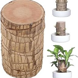 Oriley Brazilian Bamboo Lucky Wood Stick Good Luck Live Brazil Potted Plant Healthy Indoor Feng Shui Plants for Living Room & Home Office Decor Pot Not Included (Pack of 1)-picture-4