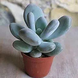 PlantaZee Succulent Live Plant pachyphytum-Moon-Stones Architectural Plant vastu Plant-picture-39