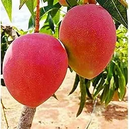 Puspita Nursery Japanese Miyazaki Mango Plant – Cultivate the World’s Most Expensive Mango Plant. image 1