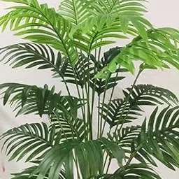 TENDER LEAVES ORIGINAL Areca Palm Indoor Plants for Living Room Live Plants Plants for Home Air purifier plants for Home Decor For Home Farming Pack Of 1 In Grow-Bag.-image-81