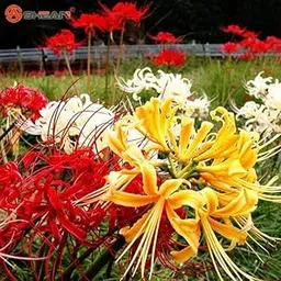 Lycoris Lily Imported Quality | Flower Bulbs for Indoor & Outdoor Home Gardening, Multicolor Pack of 10-picture-25