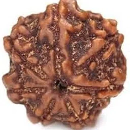 TRINETRA GEMS STONE सात मुखी रुद्राक्ष IGL Lab Certified Blessed Lord Lakshmi Original Oval 7 Mukhi Rudraksha Natural From Nepal Superb Brown Sat Mukhi Rudraksha For Make Pendant Seven Face Rudraksha-image-6