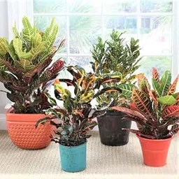 CosaCentrum Mammy Croton Indoor Live Plant ||(1 Healthy Live plant) || For Home Decoration as well Natural Air Purification-image-91