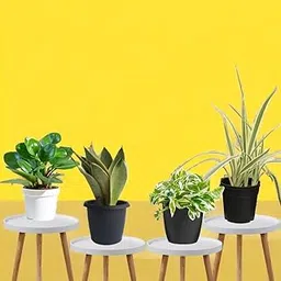 Amulya Farms Combo of Snake, Money, Spider & Peperomia plant with Free Fertiliser | Good luck & Air Purifying Live Indoor Outdoor Plants for Living Room, Home & Office Decor | With Pots-picture-11