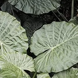 Outdoor indoor Colocasia Esculenta Elephant Ear Taro Plants pack of 1-picture-38