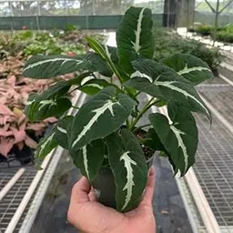 Syngonium/Arrowhead Air purifying Live Plant Indoors, outdoor for Living Room, Table Corner, Balcony, Office,Bed room/Home Decoration pack of 1 (1, Deep green)-picture-11