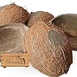 Coco Land Coconut Shell Natural Oval Pot (Small Size Pack of 5) 100 ml Decorative Pots,Candle Making,Candle Holder,Craft Making | Handicraft,Agricraft-picture-42