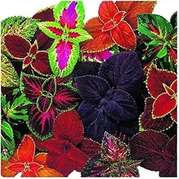 Golden Hills Farm Coleus Beautiful Colourful Leaves | Ornamental Plant 100-301 seeds-image-1