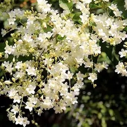 Manimulla Creeper Live Plant or Nagamulla/White Outdoor Flowering Plant/Flowering or Ornamental Live Plant/Beautiful White Flowering Creeper Plant (Porana paniculata) |Bloom Yard image 1