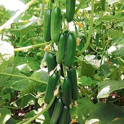golden hills farm Hybrid F1 Salad Cucumber 100+ seeds-picture-29