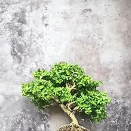 Juniper bonsai banyan tree live plant,7 Years old Bonsai Pack of 1 Without pot-image-52