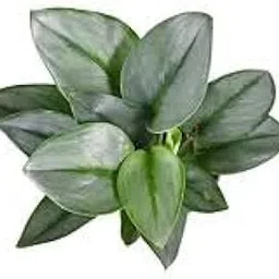 Pedpoudhe Scindapsus Treubii Moonlight Very Rare Plant 1-picture-24