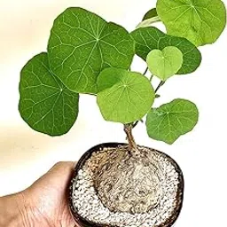 generic The Plant Paradise Stephania Venosa Plant for Indoor & Outdoor Decoration with Plants-picture-10