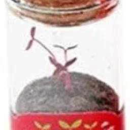 2xMini Glass DIY Seed Planting Hydroponics Herb Bonsai Red|Home & Garden | Yard, Garden & Outdoor Living | Gardening Supplies | Plant Care, Soil & Accessories | Baskets, Pots & Window Boxes-picture-22
