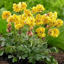 Ritz Farming® Imported Oxalis Flower Bulbs Pack Of 5 Bulbs For Home Gardening. (DARK YELLOW)-picture-31