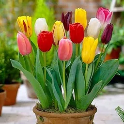 Tulip Flower Bulbs Mix Colour Pack of 2 By Zabbus-picture-59