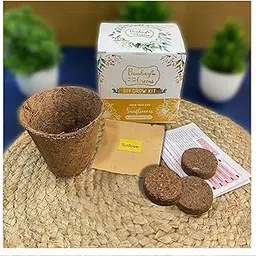 Bombay Greens Sow in a Coir Pot Starting Gardening Grow Kit - Sunflower-image-55