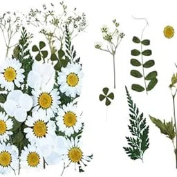 1 Box Natural White Pressed Daisy Flowers | Delicate Dried Flowers Art Craft Mixed Soap, Candle, Scrapbook, DIY, Resin Tray Jewellery, Pendant ( White Pressed Flowers ) image 1