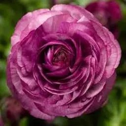 Imported Ranunculus Bulbs Purple Colour For Home Gardening pack of 1-picture-20