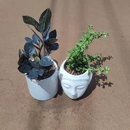 Mphmi Live Plants Black ZZ Lucky jade Set of 2 with 4 inch ceramic Buddha and glass indoor-image-26