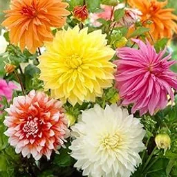 Dahlia Hybrid Plant Live for Home Gardening Pack of 50 Seeds By Zabbus-picture-35