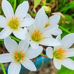 White Rain Lily Flower Bulbs Pack Of 10 By Udanta Seeds-image-0