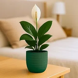 Greenkin Peace Lily Live Plant with Pot | Flower Plants for All Season | Air Purifier Spathiphyllum Live Indoor Plant (Green)-image-46