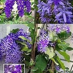 ZXXYANBI All Time Nilmoni Lata (Sandpaper Vine) Purple Wreath, Bluebird Vine Live Plant (Height 1.5-2 Feet) Fast-growing flowering climber (vine) Mild or non-fragrant,1 Fresh Plant For Home Garden-picture-28