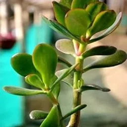 Crassula Ovata ‘Money Tree’ (Feng Shui Plant)-image-45