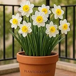 Nargis Flower Bulbs For All Season Pack of 20 Bulbs | By Plantogallery® (Mix)-picture-26
