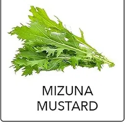 VibeX Mizuna Mustard-1000 Seeds-picture-16