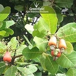 Green Paradise Cashew nut Live plant kaju Live Plant-picture-22