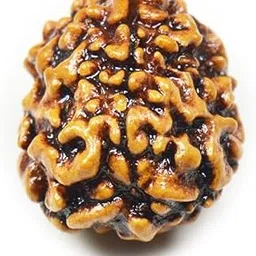 Natural Rudraksha Bead 3 Mukhi Three Face Original Nepali Rudraksh Loose Bead at Wholesale Rate-image-25