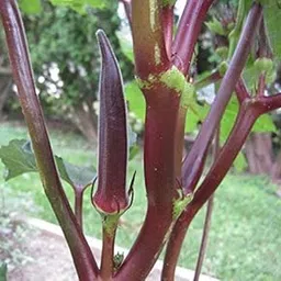 Golden Hills Farm hybrid Okra Red F1 Hybrid Vegetable LADIES FINGER 50+ seeds-image-24