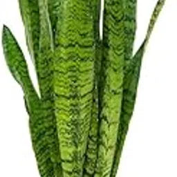 GREEN PARADISE Snake Plant Sansevieria zeylanica Green Long Leaves Live Air Purifier Indoor Plant With Pot (1 Big Multi shoot plant With Pot)-image-14