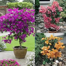 NooElec Seeds India 60+ SEEDS- Bougainvillea Flowering Vine Plant Mix Flower Seeds For Home Garden.-picture-23