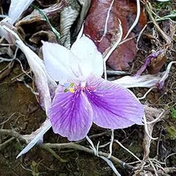 Kaempferia Flower Bulbs for All Season India Pack of 6 Bulbs-picture-12