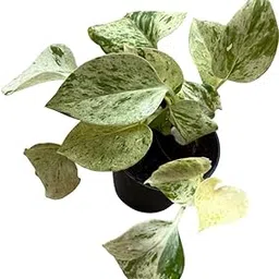 Marble Queen Pothos (Money Plant) | Live Potted Plant | Elegant Indoor Plant for Decor & Fresh Air-picture-63