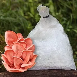 Indian Pink Oyster Mushroom Growing Kit (Winter Variety 200g Spawn + 2 PP Grow Bags + Instruction) Edible Pink Oyster Mushroom Spawn First Generation Oyster Mushroom Seed-picture-24