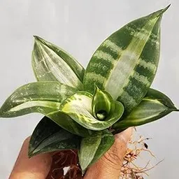 Sansevieria Snake Plant With plastic Pot 1 plant,-picture-41