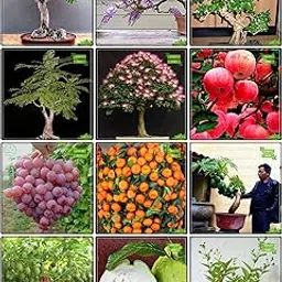 Creative Farmer Garden Seed Combo Fruit Bonsai Suitable & Bonsai Suitable : Jacaranda, Gulmohar, Orange Jasmine, Yellow Flametree, Monkey Pod, Parijat, Apple, Grape, Orange, Papaya, Passion Fruit - Violet, Kilo Pera Kitchen Garden Pack-picture-18