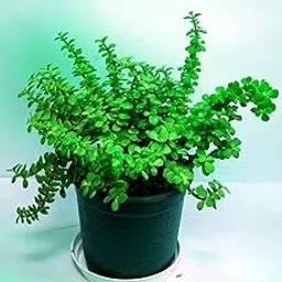 Baagan Z Plant Live Indoor Succulent with Pot | Battan Bel Air Purifying Plant for Home Office Decor | Low Maintenance Green Plant for Living Room, Balcony & Indoor Corners (Pack of 2)-image-45