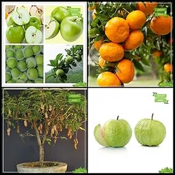 Creative Farmer Seeds Packet Combo Fruit : Apple, Orange, Sweet Tamarind, Giant Guava Tree Seeds Fruit Seeds For Home Garden-picture-14