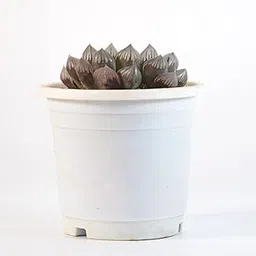 Haworthia Cooperi Succulent Live Plant By India Gardening-picture-31